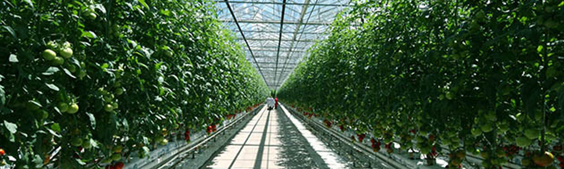 Village Farms International, Inc. (xnas:vff)