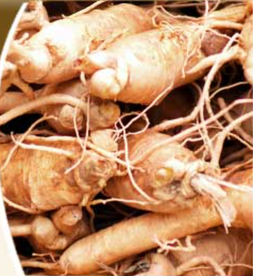 Imperial Ginseng Products Ltd.(xtsx:igp)